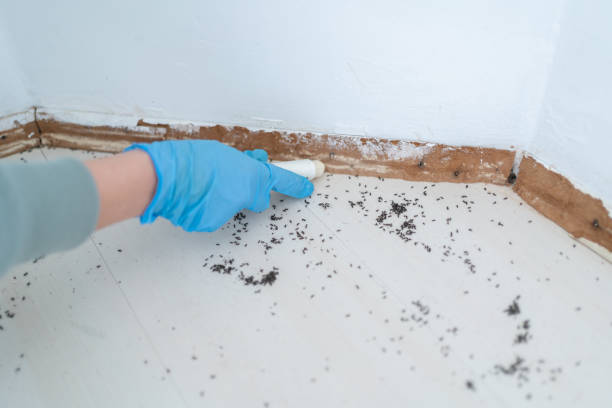 Best Pest Control for Homes  in Como, WI